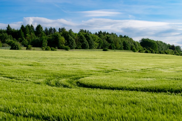 Imagen Campo 1